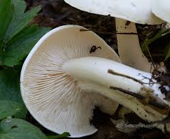 Attēlu rezultāti vaicājumam “Tricholoma album”