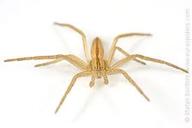 Attēlu rezultāti vaicājumam “Tibellus oblongus”