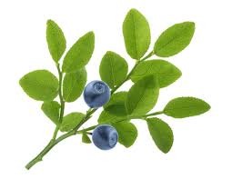 Attēlu rezultāti vaicājumam “Vaccinium myrtillus leaf”