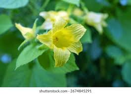 Attēlu rezultāti vaicājumam “Thladiantha dubia flower”