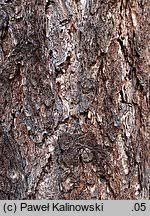 Attēlu rezultāti vaicājumam “Larix decidua var. polonica”