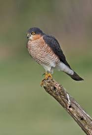 Attēlu rezultāti vaicājumam “Accipiter nisus male”