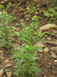 Attēlu rezultāti vaicājumam “Matricaria discoidea leaf”