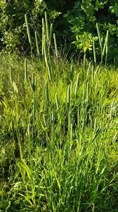 Attēlu rezultāti vaicājumam “Phleum phleoides fruit”