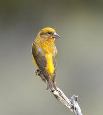 Image result for Loxia curvirostra