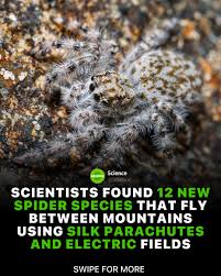 Attēlu rezultāti vaicājumam “Conardia compacta macro”