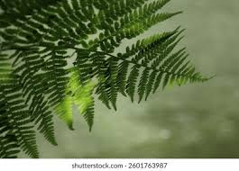 Attēlu rezultāti vaicājumam “Pteropsida”