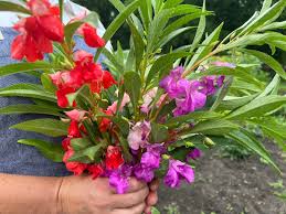 Image result for Impatiens balsamina