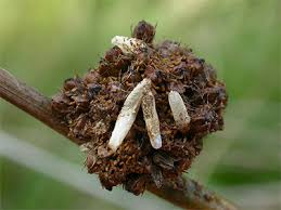 Attēlu rezultāti vaicājumam “Coleophora alticolella”