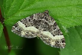 Attēlu rezultāti vaicājumam “Euphyia unangulata”