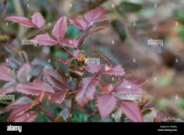 Attēlu rezultāti vaicājumam “Mahonia aquifolium bud”