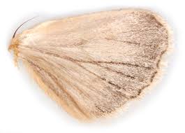 Attēlu rezultāti vaicājumam “Lacanobia contigua”