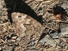 Attēlu rezultāti vaicājumam “Hipparchia semele underside”