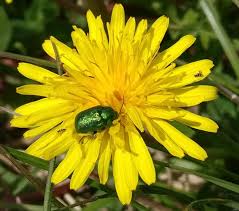Attēlu rezultāti vaicājumam “Taraxacum”