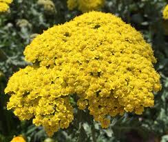 Image result for Achillea filipendulina