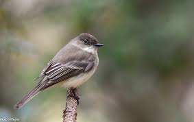 Image result for Sayornis phoebe