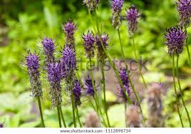 Attēlu rezultāti vaicājumam “Phyteuma spicatum flower”