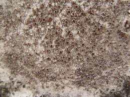 Attēlu rezultāti vaicājumam “Lecanora allophana”