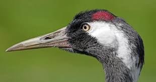 Attēlu rezultāti vaicājumam “Grus grus eggs”