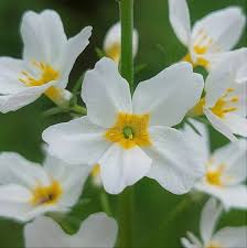 Attēlu rezultāti vaicājumam “Hottonia palustris flower”