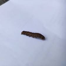 Attēlu rezultāti vaicājumam “Orthosia sp. larva”