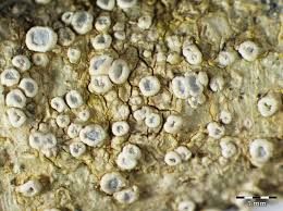 Attēlu rezultāti vaicājumam “Lecanora carpinea”