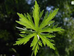 Attēlu rezultāti vaicājumam “Geranium pratense leaf”