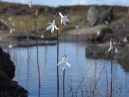 Attēlu rezultāti vaicājumam “Lobelia dortmanna flower”