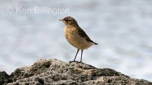 Attēlu rezultāti vaicājumam “Oenanthe oenanthe”