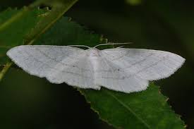 Attēlu rezultāti vaicājumam “Cabera pusaria”