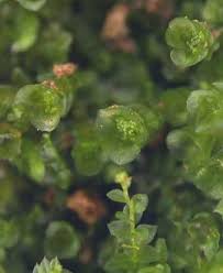 Attēlu rezultāti vaicājumam “Tetraphis pellucida”