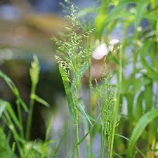 Attēlu rezultāti vaicājumam “Poa trivialis flower”