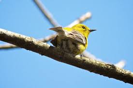 Image result for Dendroica pensylvanica