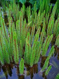 Attēlu rezultāti vaicājumam “Hippuris vulgaris leaf”