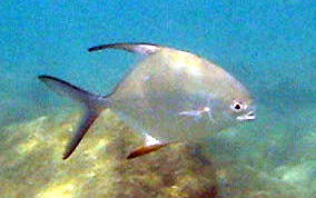 Image result for Trachinotus falcatus