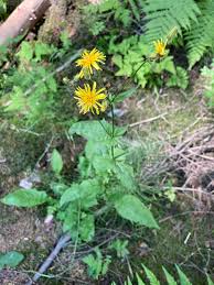 Attēlu rezultāti vaicājumam “Crepis paludosa leaf”