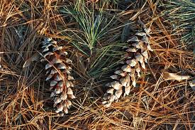 Attēlu rezultāti vaicājumam “Pinus strobus fruit”