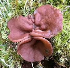 Attēlu rezultāti vaicājumam “Discina perlata”