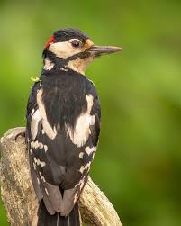 Attēlu rezultāti vaicājumam “Dendrocopos major male”
