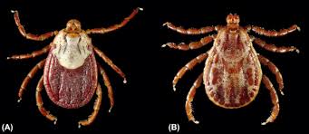 Attēlu rezultāti vaicājumam “Dermacentor reticulatus female”