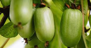 Attēlu rezultāti vaicājumam “Actinidia kolomikta fruit”