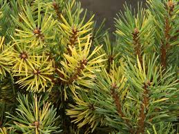 Attēlu rezultāti vaicājumam “Pinus sylvestris leaf”