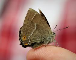 Attēlu rezultāti vaicājumam “Favonius quercus underside”