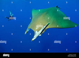 Image result for Mobula tarapacana