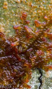 Attēlu rezultāti vaicājumam “Frullania tamarisci macro”