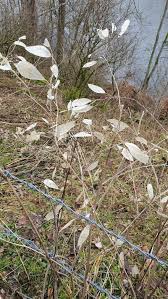 Attēlu rezultāti vaicājumam “Lunaria rediviva bud”