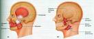muscoli sllevatori <b>mandibola</b>