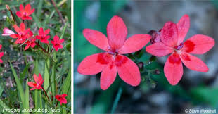 Attēlu rezultāti vaicājumam “Lophozia laxa”