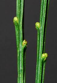 Image result for Cytisus scoparius