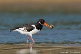 Attēlu rezultāti vaicājumam “Haematopus ostralegus adult”